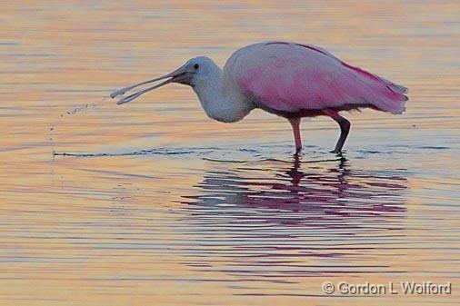 Roseate Spoonbill At Sunrise_4486.jpg - Photographed at Rockport, Texas, USA